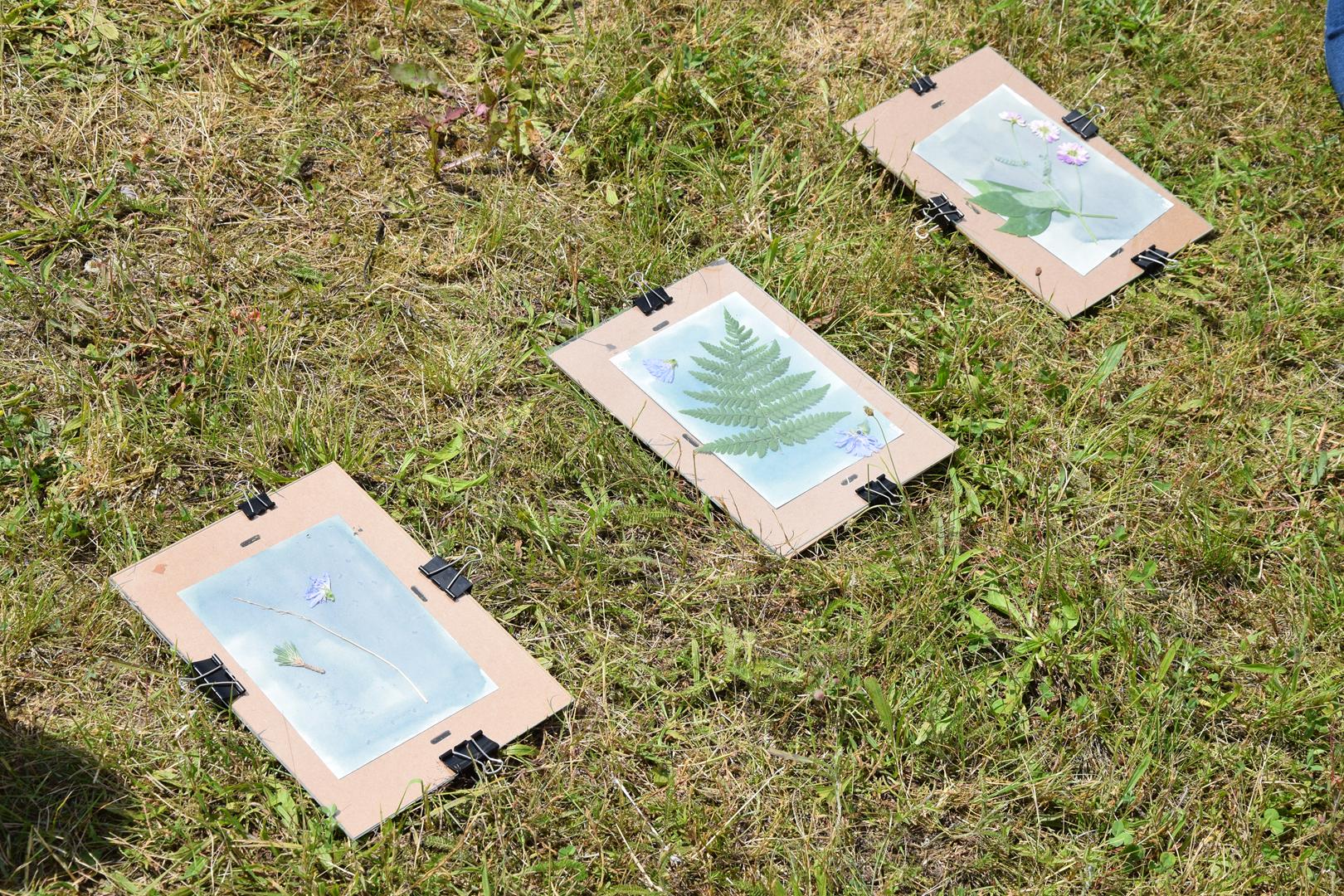 Zdjęcie przedstawia proces przygotowywania prac w technice cyjanotypi