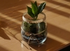 Miniatura - logo artykułu - szklanka z roślinką w środku