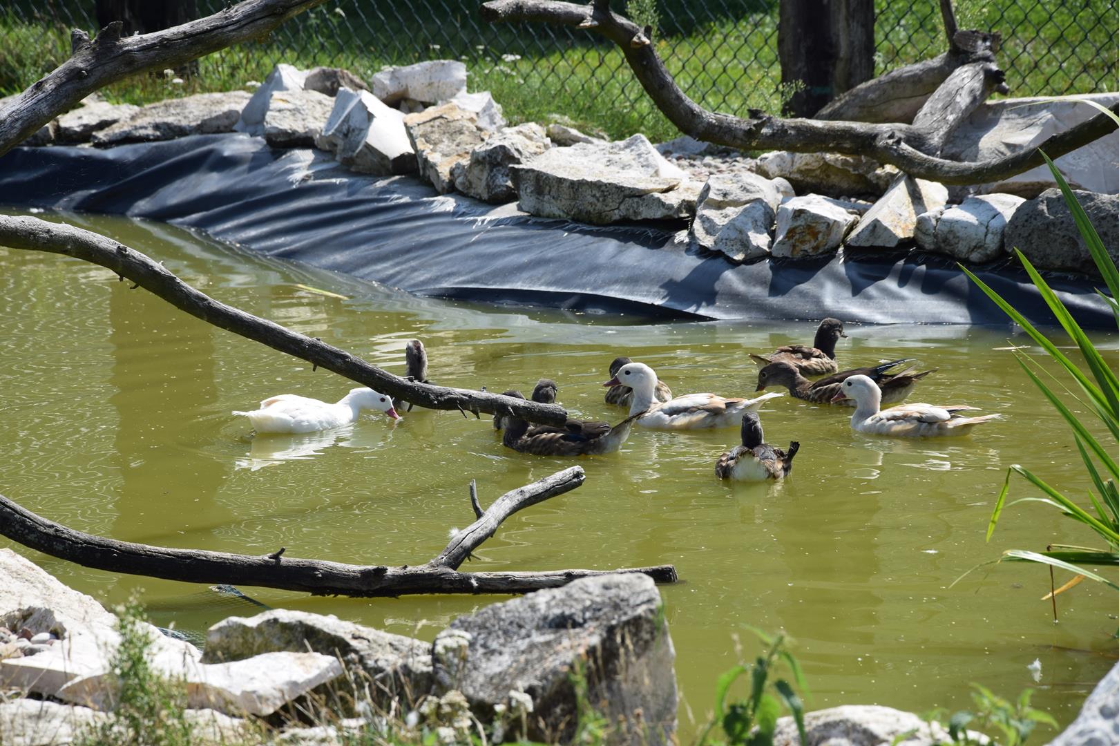 Zdjęcie przedstawiające kaczki w stawie